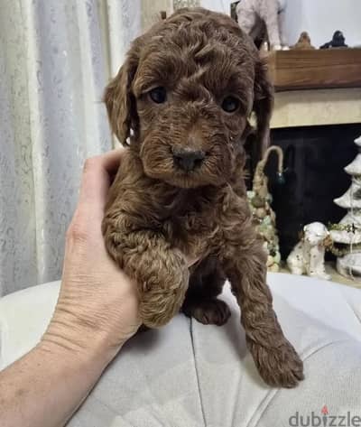 poodle miniature red brown female from Russia