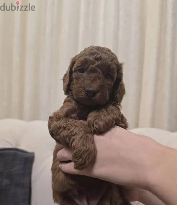 poodle miniature red brown female from Russia 1