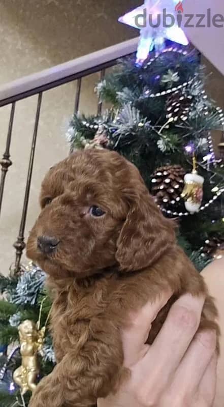 poodle miniature red brown female from Russia 2