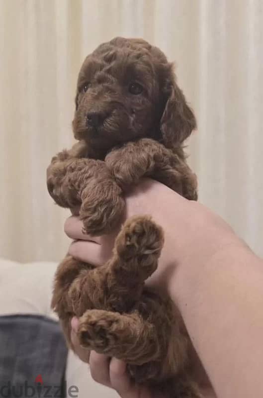 poodle miniature red brown female from Russia 3