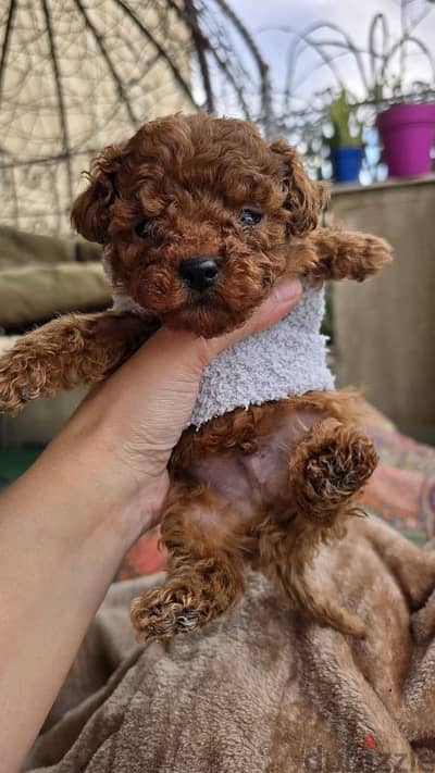 Premium quality toy poodle