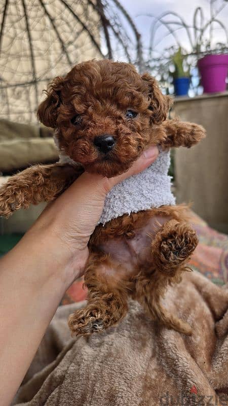 Premium quality toy poodle 0