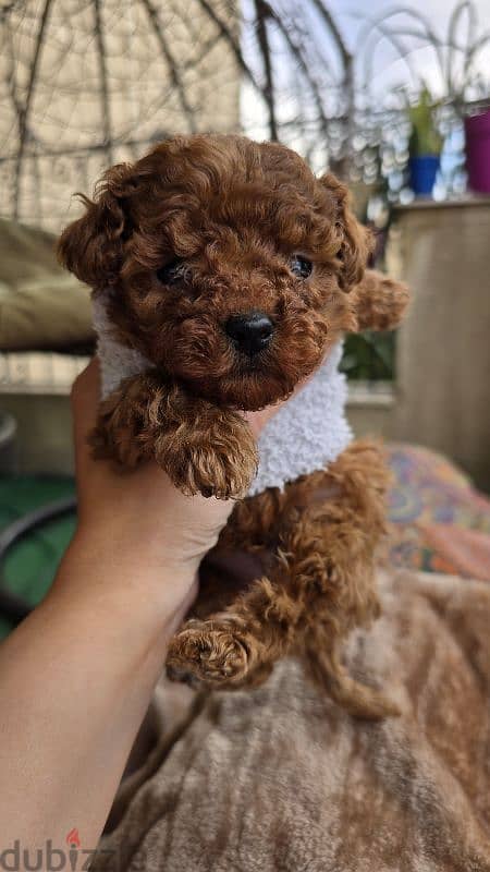 Premium quality toy poodle 1