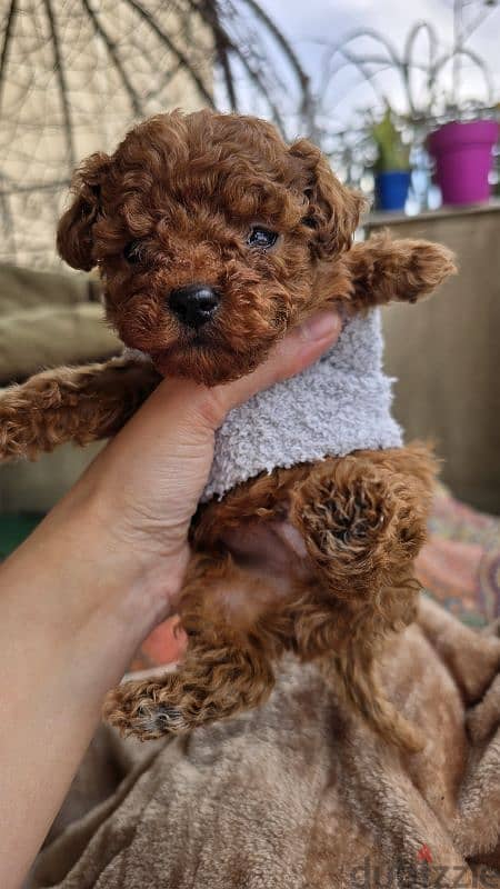 Premium quality toy poodle 2