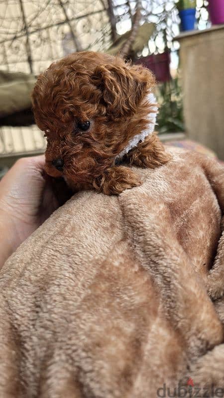 Premium quality toy poodle 3