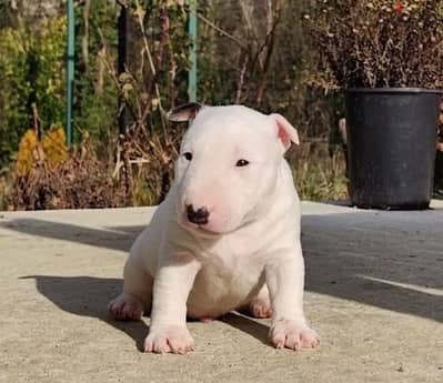 miniature bull terrier puppy boy from Russia