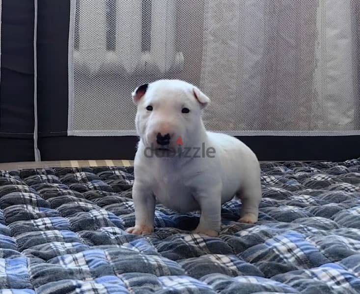 miniature bull terrier puppy boy from Russia 1