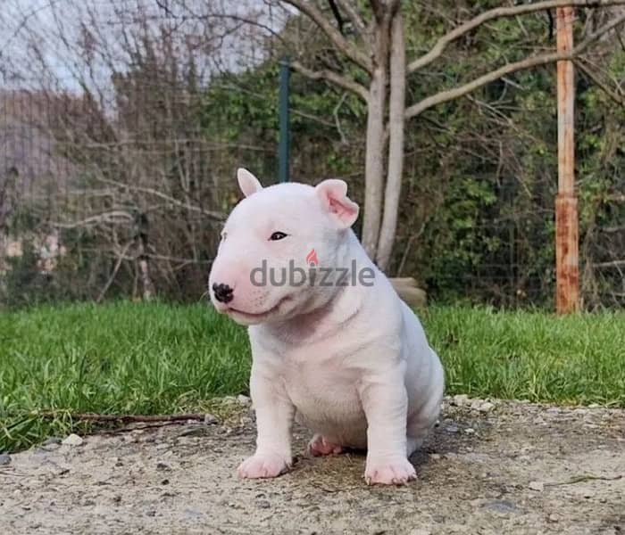 miniature bull terrier puppy boy from Russia 2