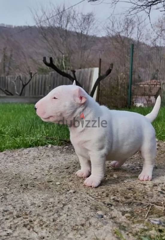 miniature bull terrier puppy boy from Russia 3