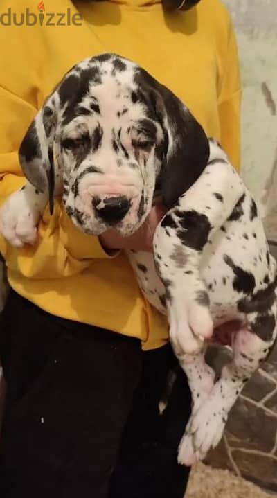 Great Dane puppy female from Russia