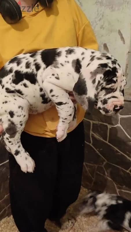 Great Dane puppy female from Russia 1