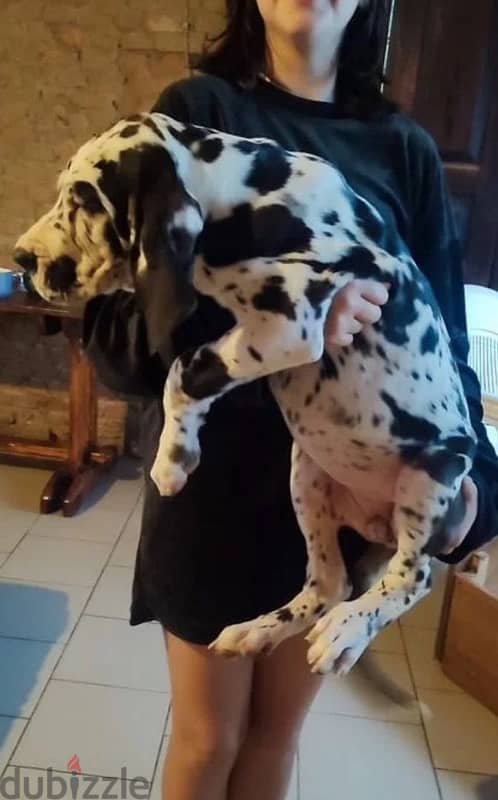 Great Dane puppy female from Russia 2