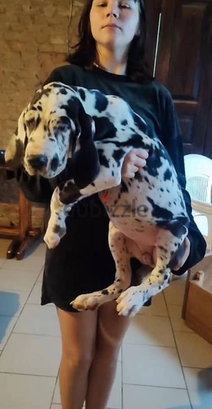 Great Dane puppy female from Russia 3