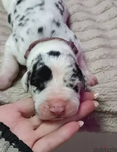 Great Dane puppy boy from Russia