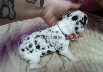 Great Dane puppy boy from Russia