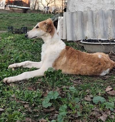 Russian greyhound puppy boy from Russia