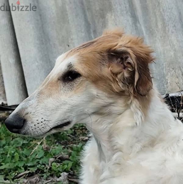 Russian greyhound puppy boy from Russia 1