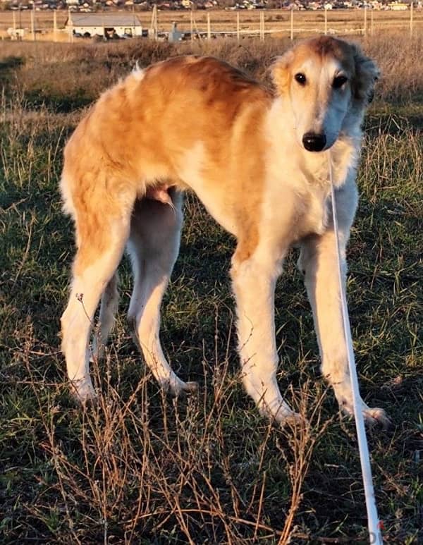 Russian greyhound puppy boy from Russia 2