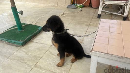 German Shepard puppy