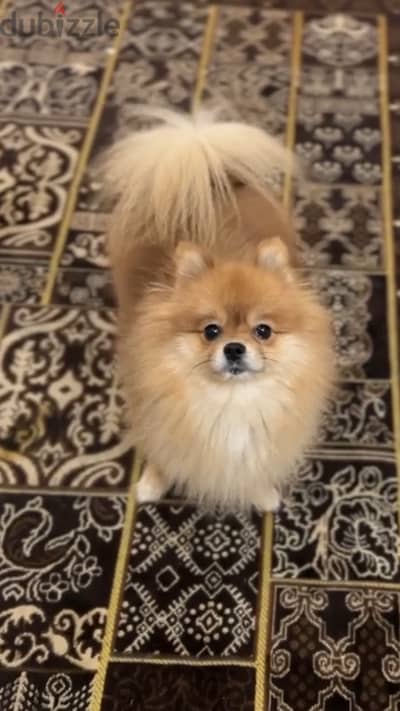 pomeranian