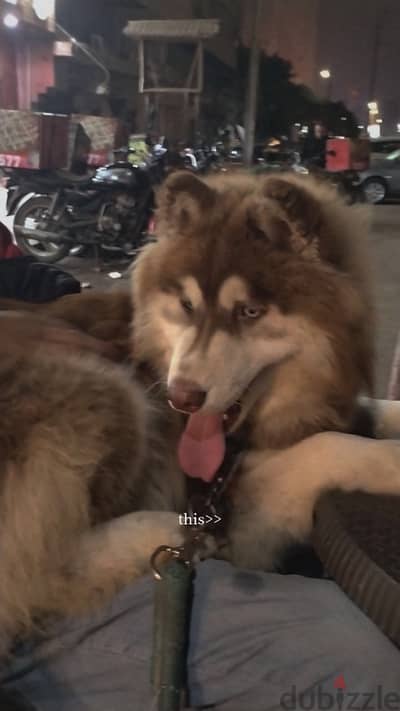 Husky