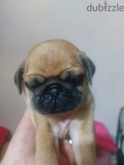 pug puppy