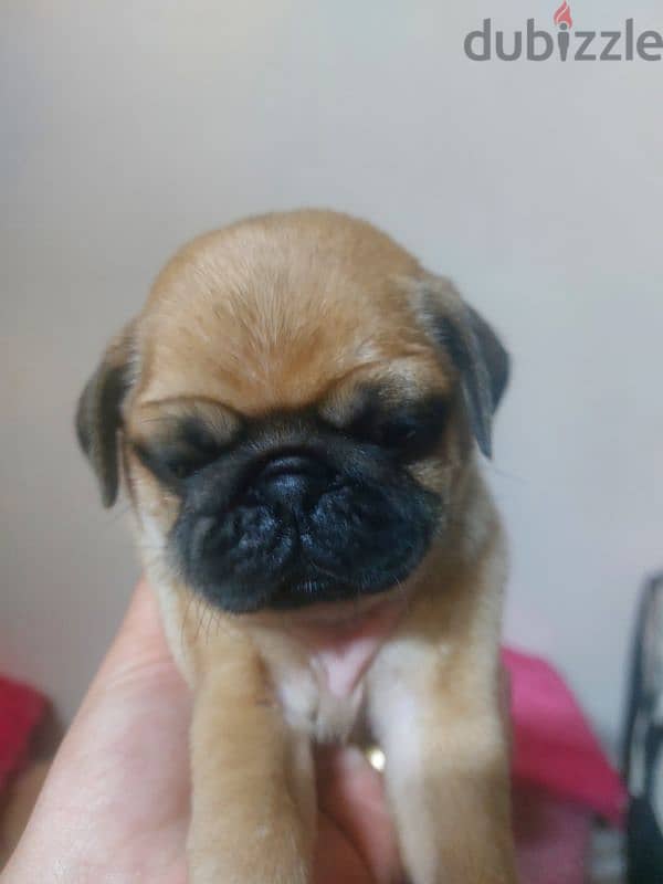 pug puppy 0