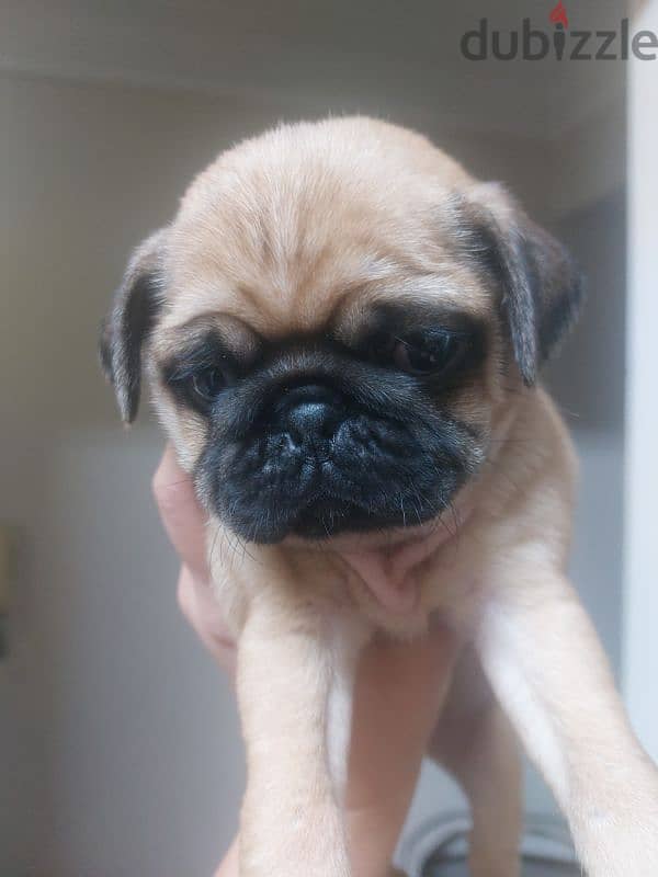 pug puppy 1