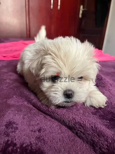 Available for sale  Hybrid Shihtzu & griffon puppies