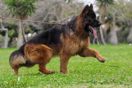 جيرمن شيبرد German shepherd