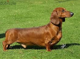 dachshund