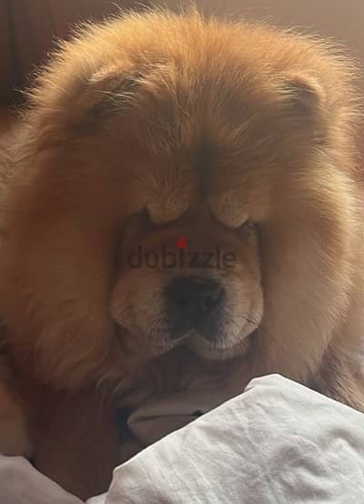 chowchow female