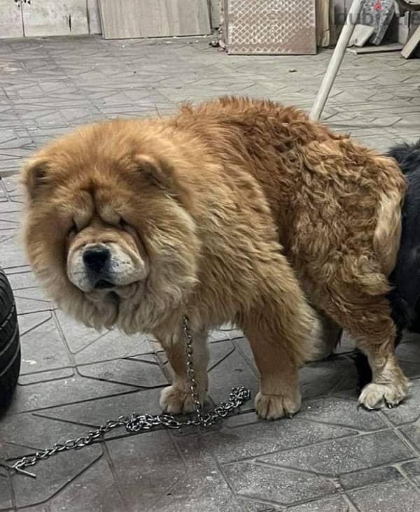 chowchow female 1