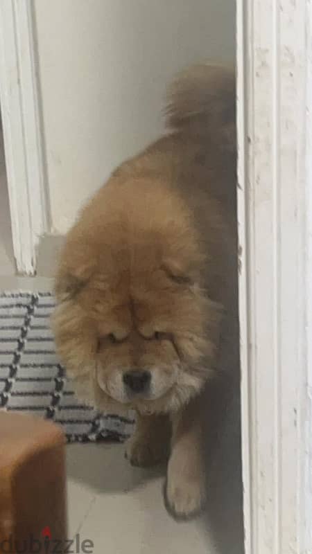 chowchow female 2