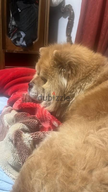 chowchow female 3