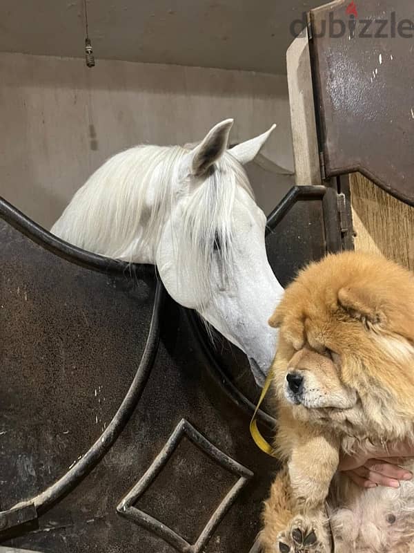 chowchow female 4