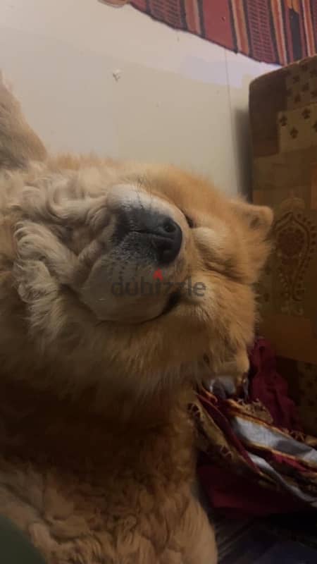 chowchow female 5