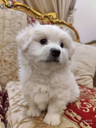 جرو ميني جريفون Mini Griffon Puppie