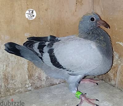 عرض خاص زغاليل حمام زاجل مستوى عالى الجوز على 1200