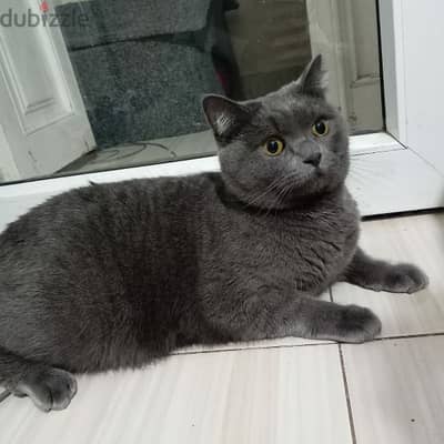 cat British shorthair