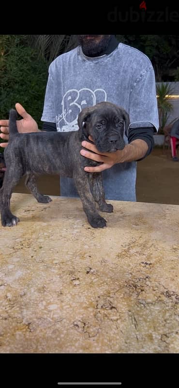 cane corso