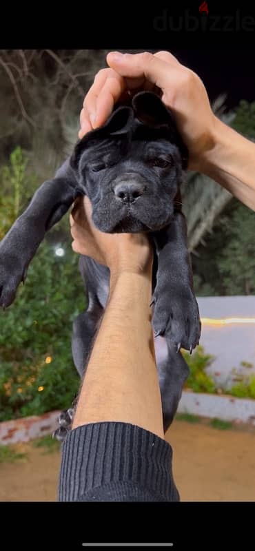 cane corso 1