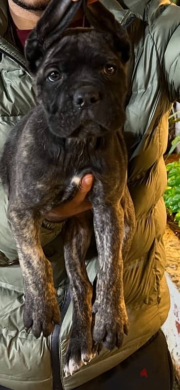 cane corso 3