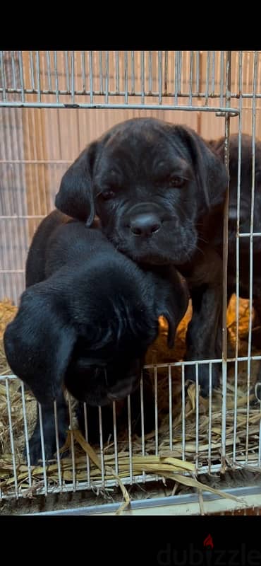 cane corso 4