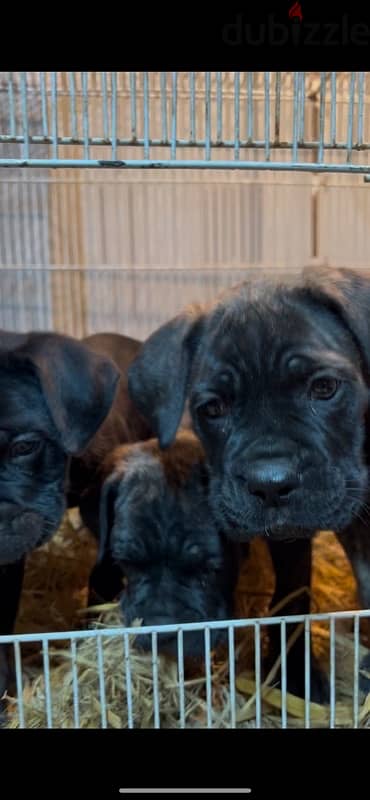 cane corso 5