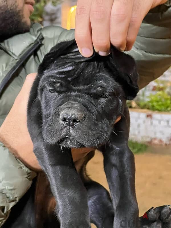 cane corso 7