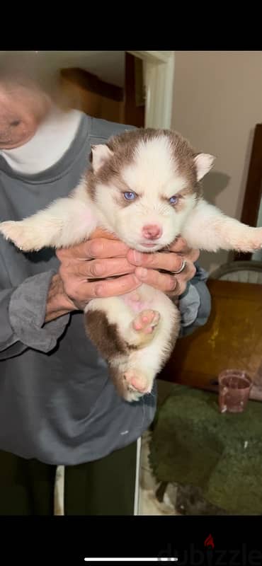 husky puppy male & female 0