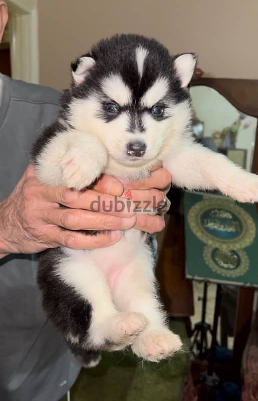 husky puppy male & female 1