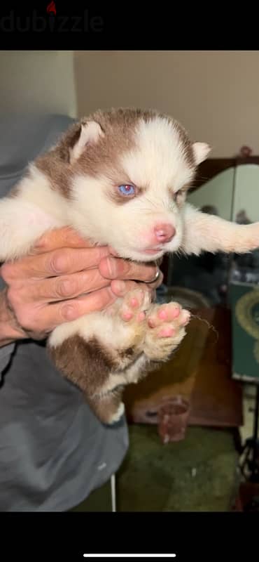 husky puppy male & female 2