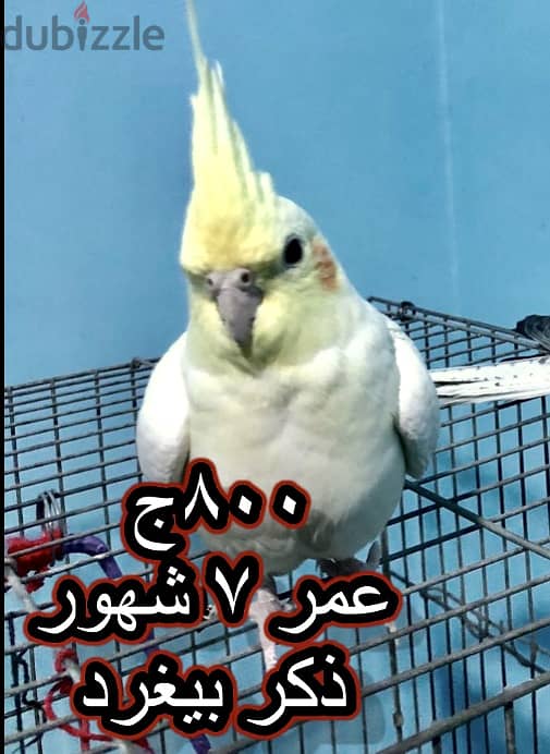 بغبغاء مدرب 2